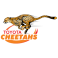 Cheetahs